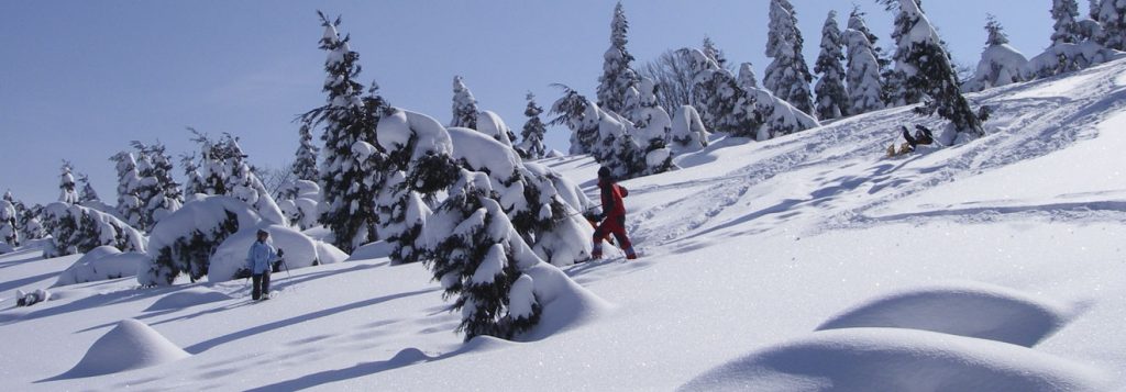 Shiga Kogen Ski Resort Guides, Shiga Kogen Powder Guides